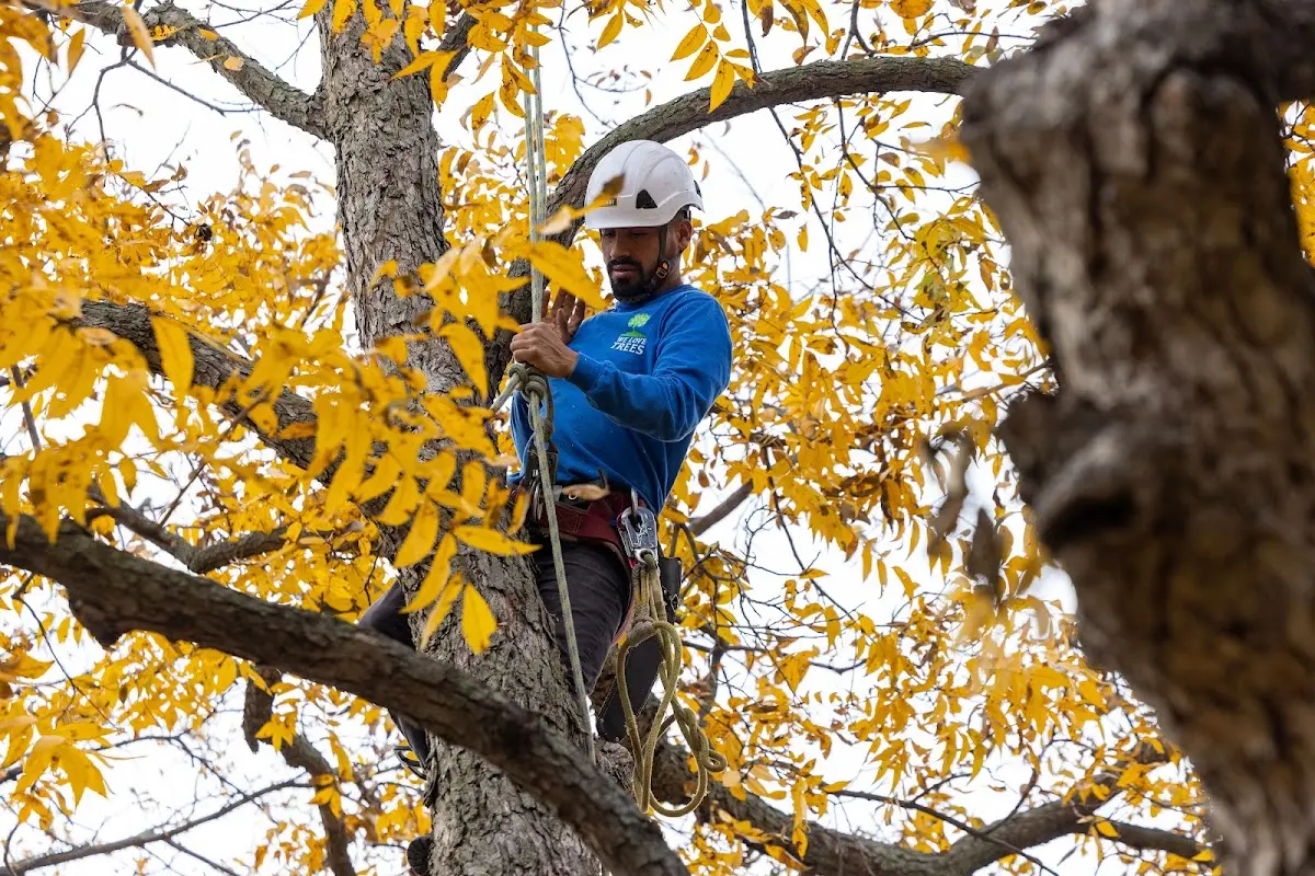 Skilled Tree Pruning crew working in Hot Springs