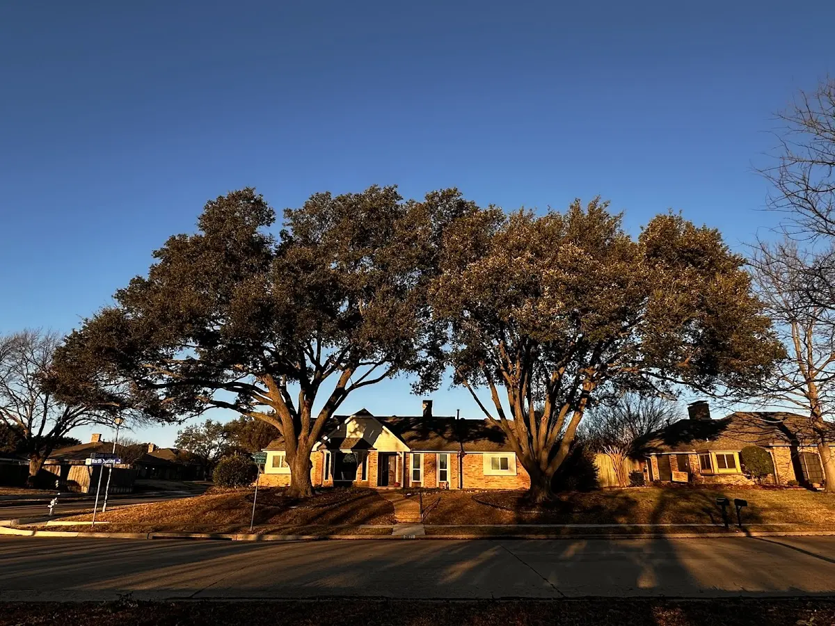 Established residential canopy tree shading a home in Hot Springs